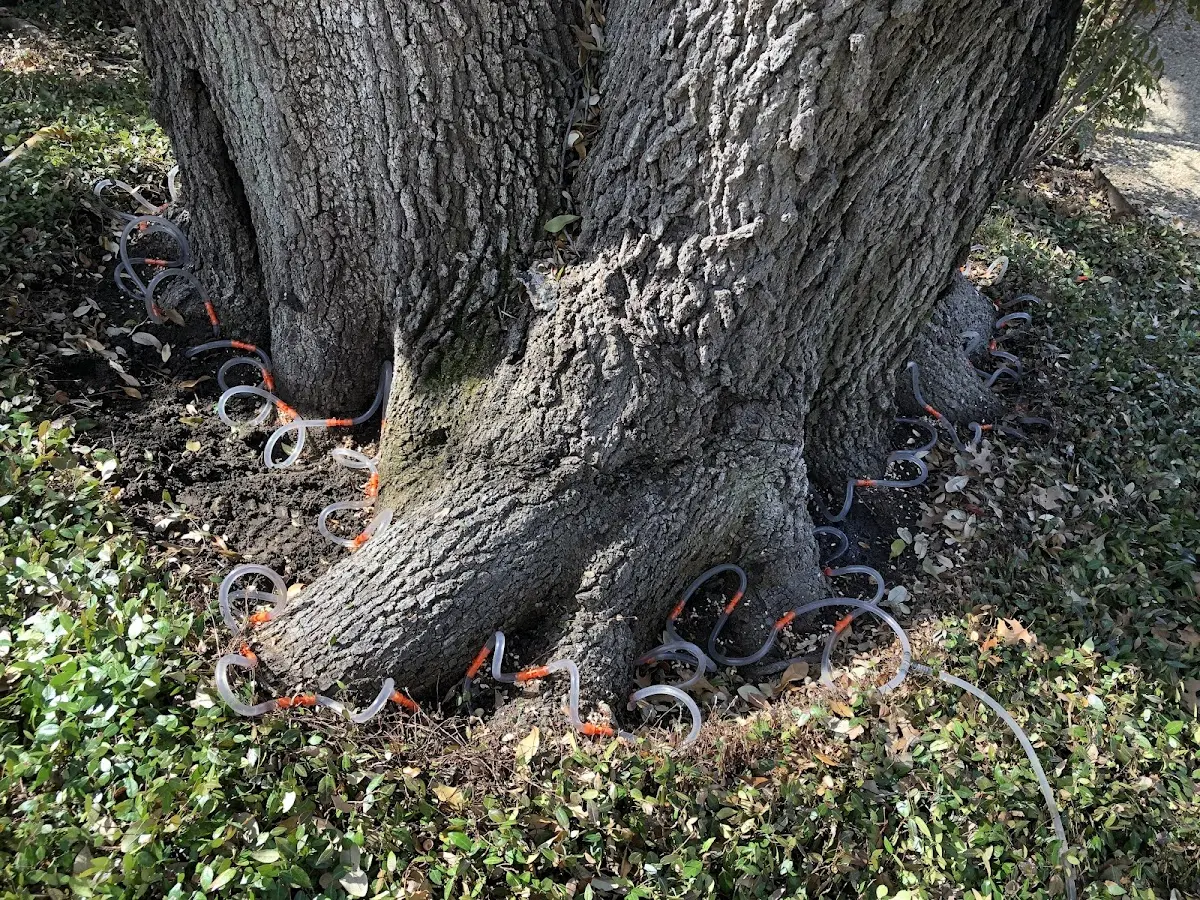 Detailed Tree Cabling and Bracing job site in Wathena